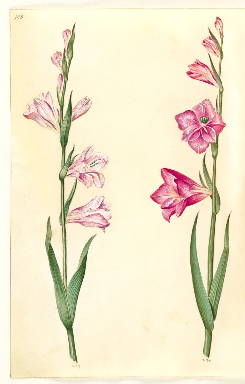 Gladiolus communis (közönséges kardvirág) alkotó: Hans Simon Holtzbecker