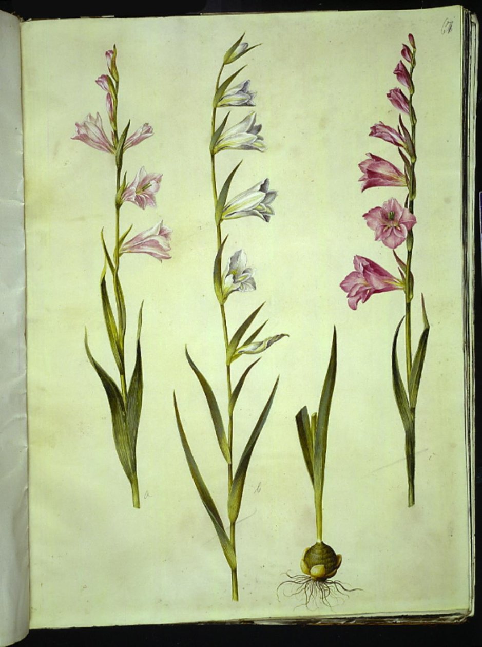 Gladiolus communis (közönséges kardvirág) alkotó: Hans Simon Holtzbecker