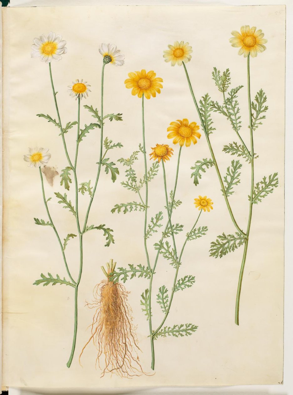 Glebionis coronaria (korona ökörszem) alkotó: Hans Simon Holtzbecker