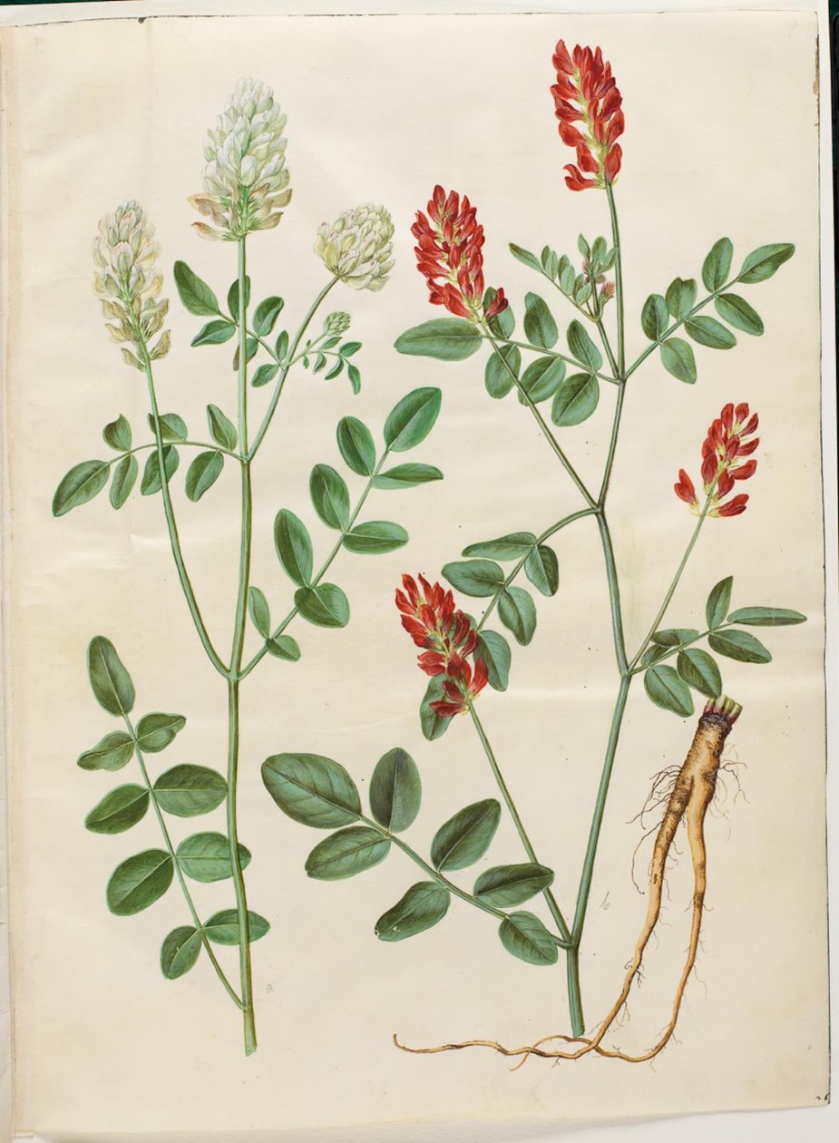 Hedysarum coronarium (vörös lóhere) alkotó: Hans Simon Holtzbecker