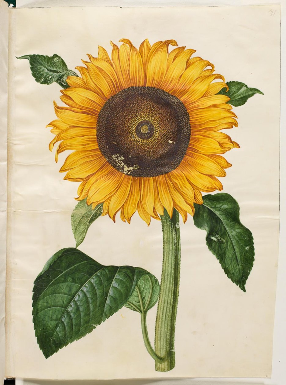 Helianthus annuus (közönséges napraforgó) alkotó: Hans Simon Holtzbecker