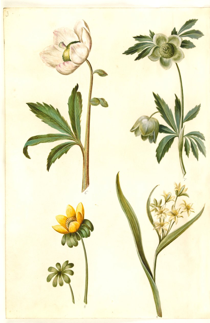 Helleborus niger (közönséges karácsonyi rózsa); Eranthis hyemalis (kerti-erantis); Gagea lutea (közönséges aranycsillag) alkotó: Hans Simon Holtzbecker