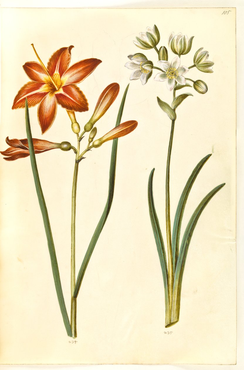 Hemerocallis fulva (brun daglije); Ornithogalum arabicum (mælkestjerne) alkotó: Hans Simon Holtzbecker