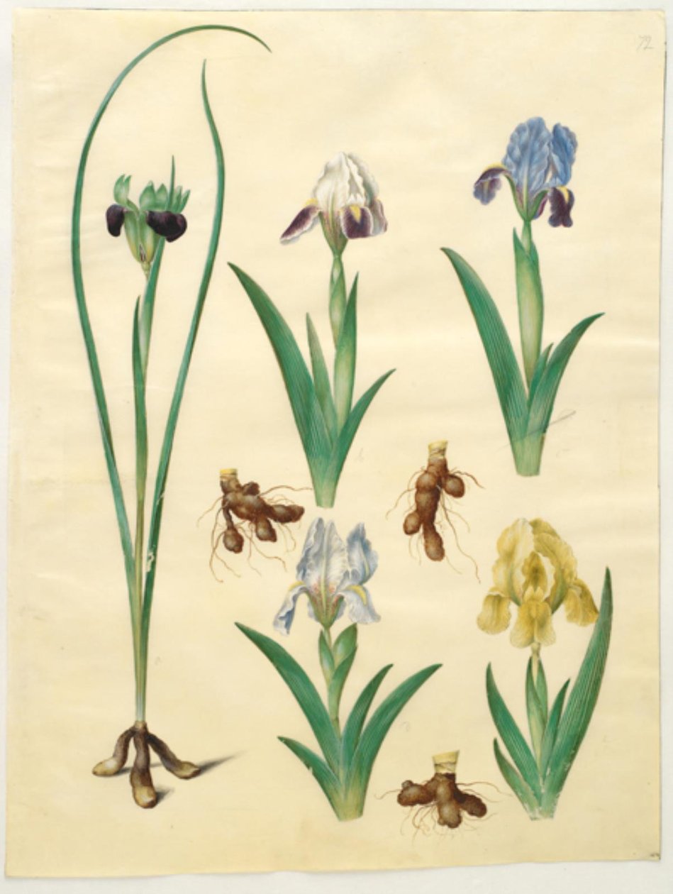Hermodactylus tuberosus (hermész ujj); Iris pumila (alacsony írisz) vagy Iris lutescens (törpe írisz) alkotó: Hans Simon Holtzbecker