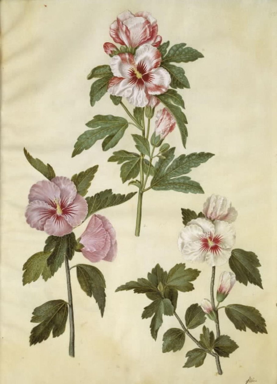Hibiscus syriacus (szír rózsa) alkotó: Hans Simon Holtzbecker