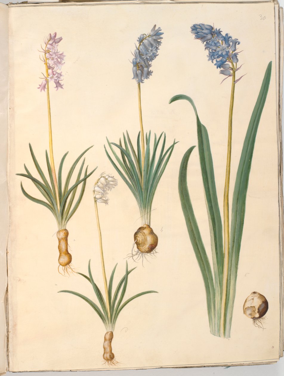 Hyacinthoides non-scripta (közönséges harangvirág); Hyacinthoides hispanica (spanyol harangvirág) alkotó: Hans Simon Holtzbecker