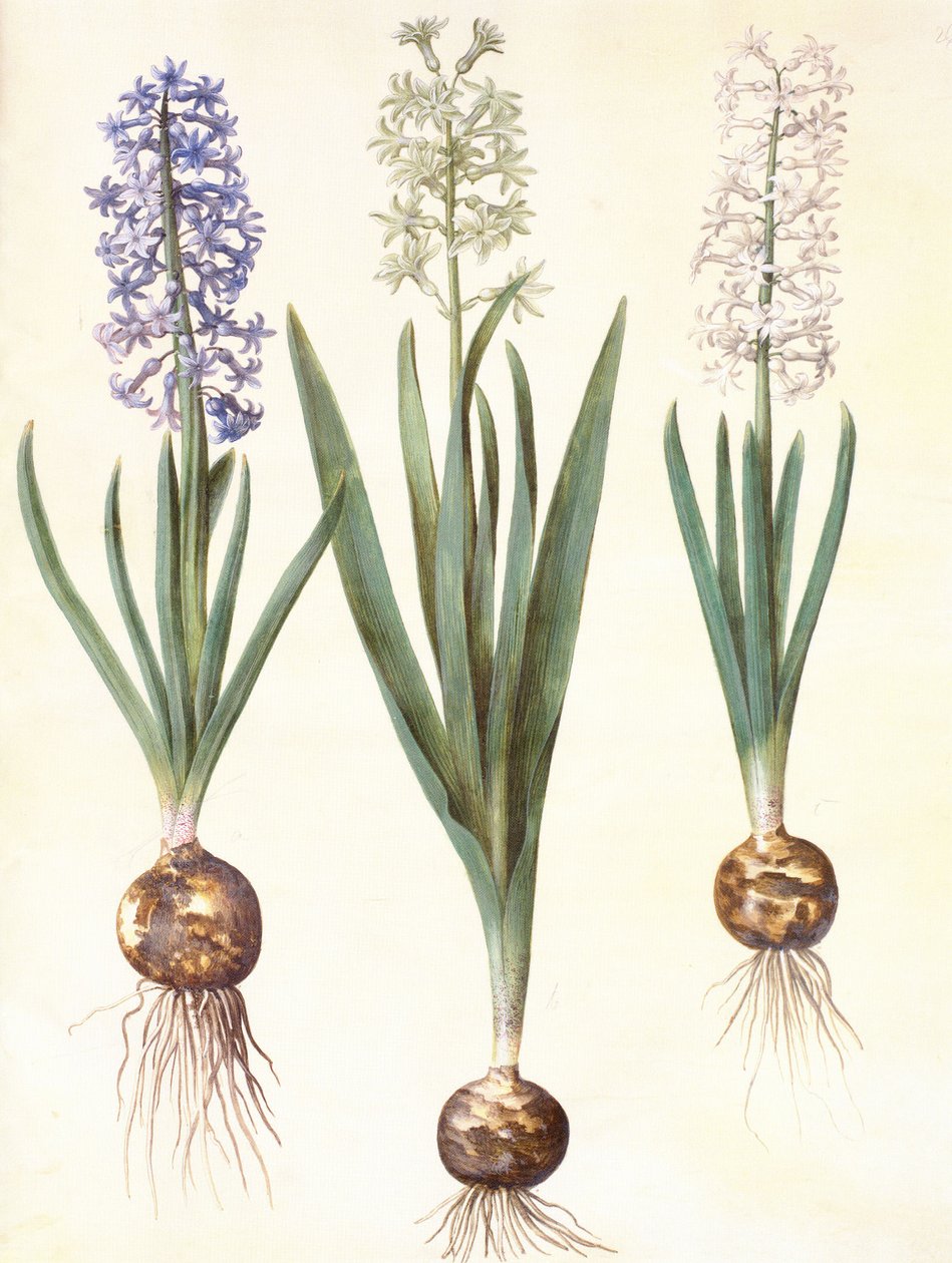 Hyacinthoides orientalis simp et pl alkotó: Hans Simon Holtzbecker