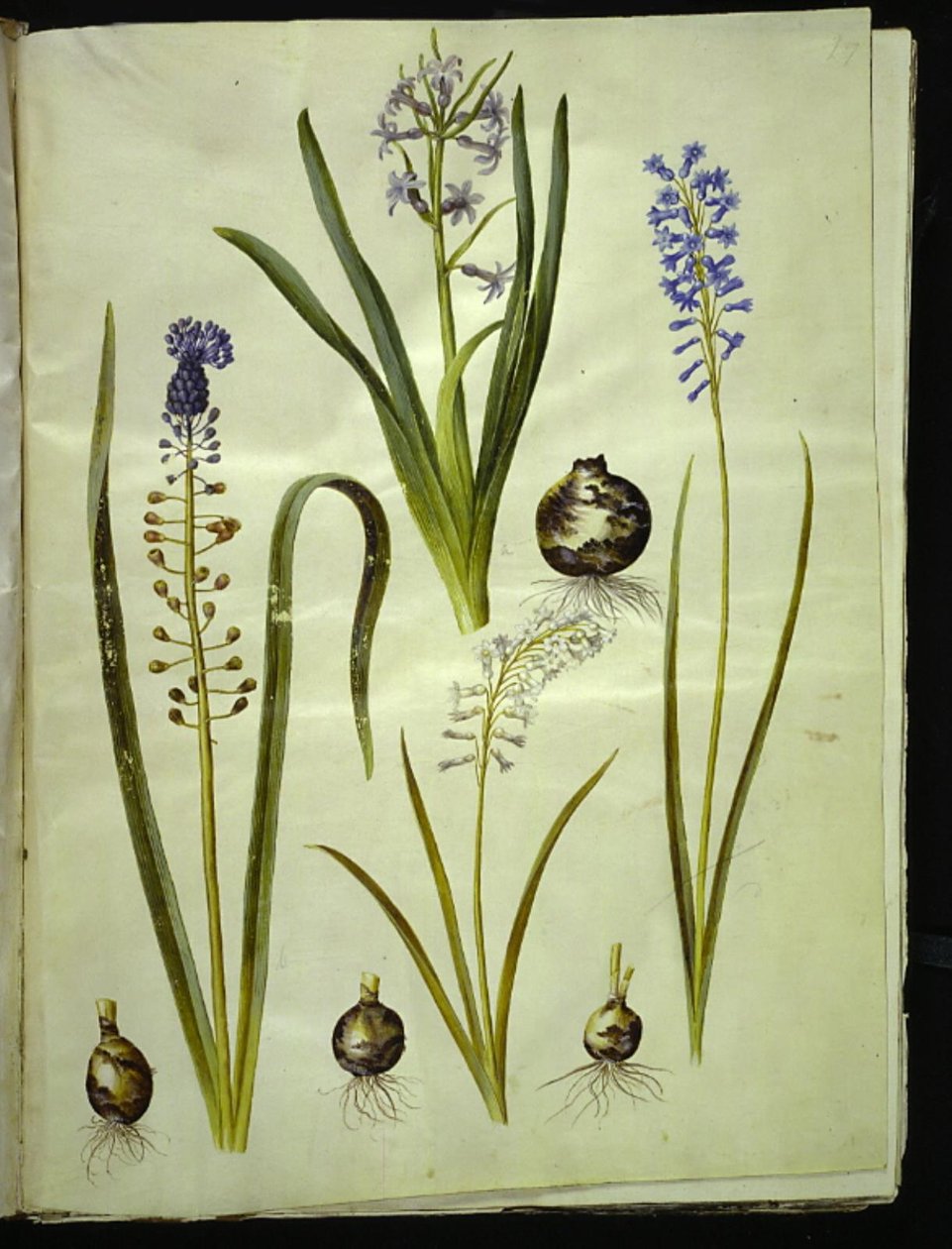 keleti jácint (almindelig jácint); Muscari comosum (duskhyacint); Brimeura amethystina (pireneiszkék) alkotó: Hans Simon Holtzbecker