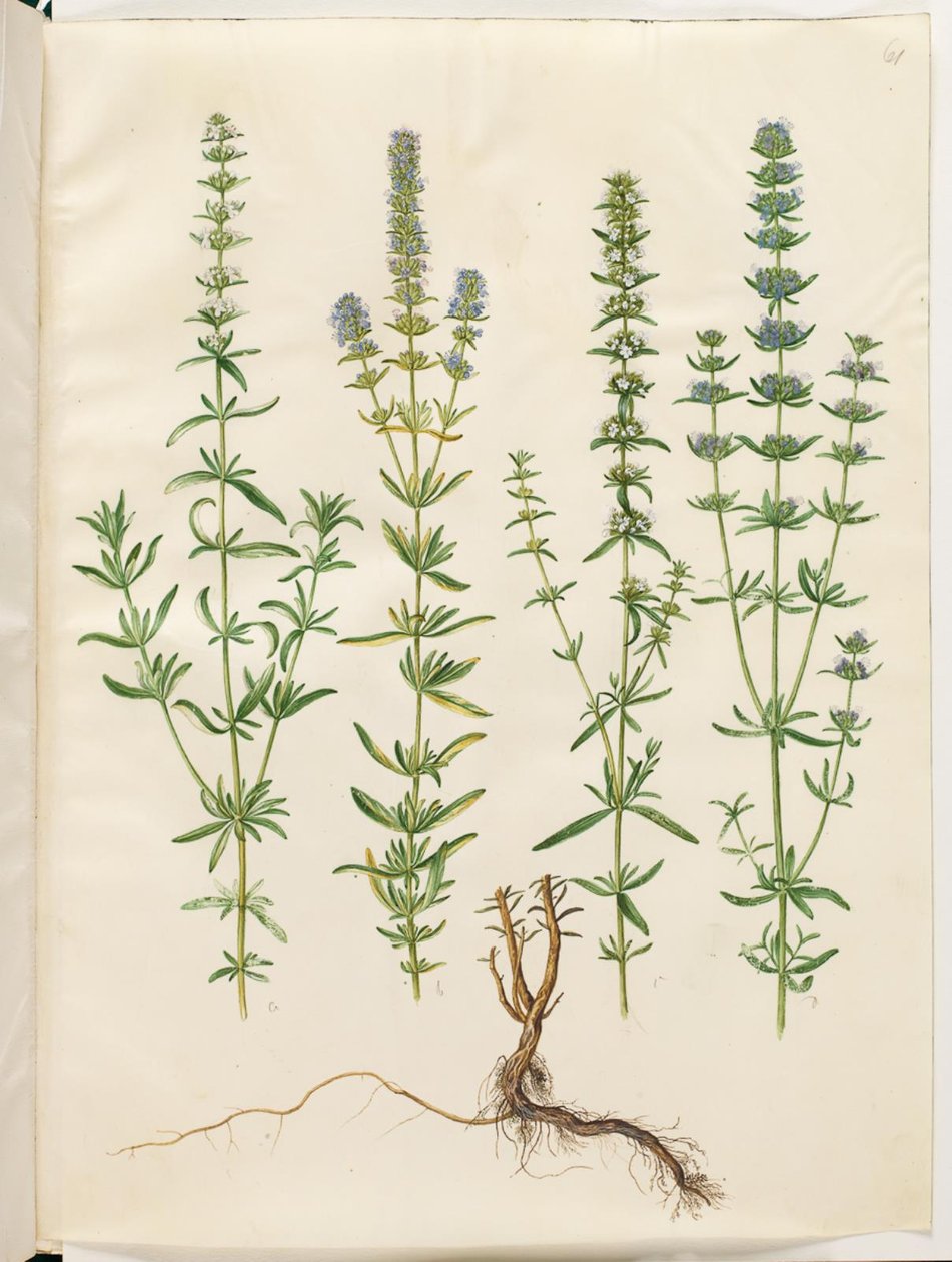 Hyssopus officinalis (igazi izsóp) alkotó: Hans Simon Holtzbecker