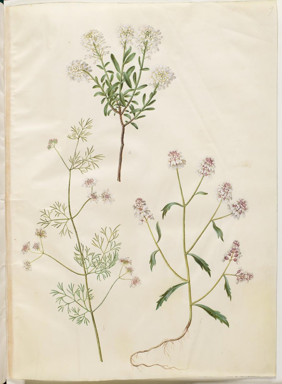 Iberis sempervirens (hópárna); Coriandrum sativum (közönséges koriander); Iberis amara (keserű íjvirág) alkotó: Hans Simon Holtzbecker