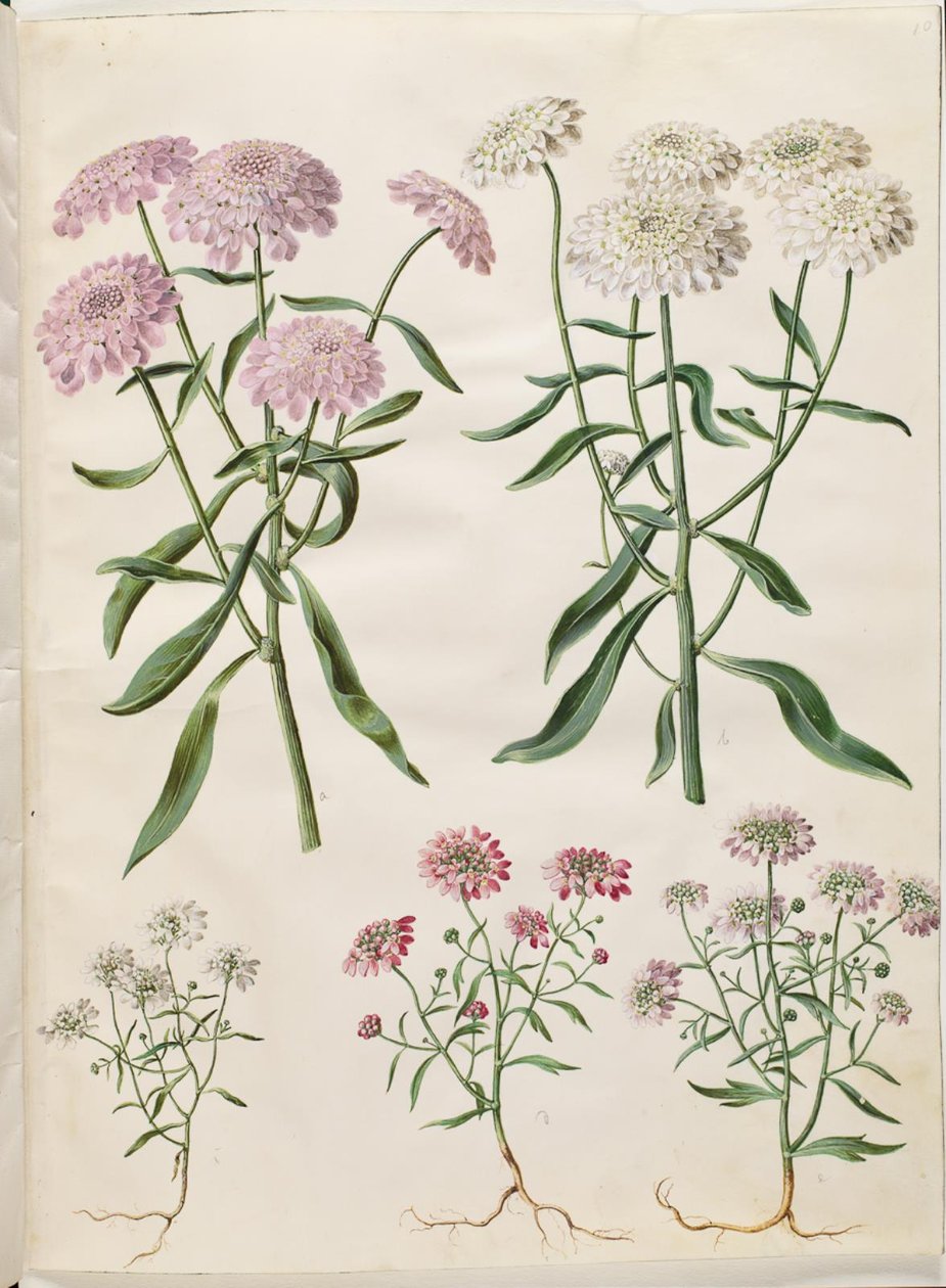 Iberis umbellata (szita-íjvirág); Iberis amara (keserű íjvirág) alkotó: Hans Simon Holtzbecker