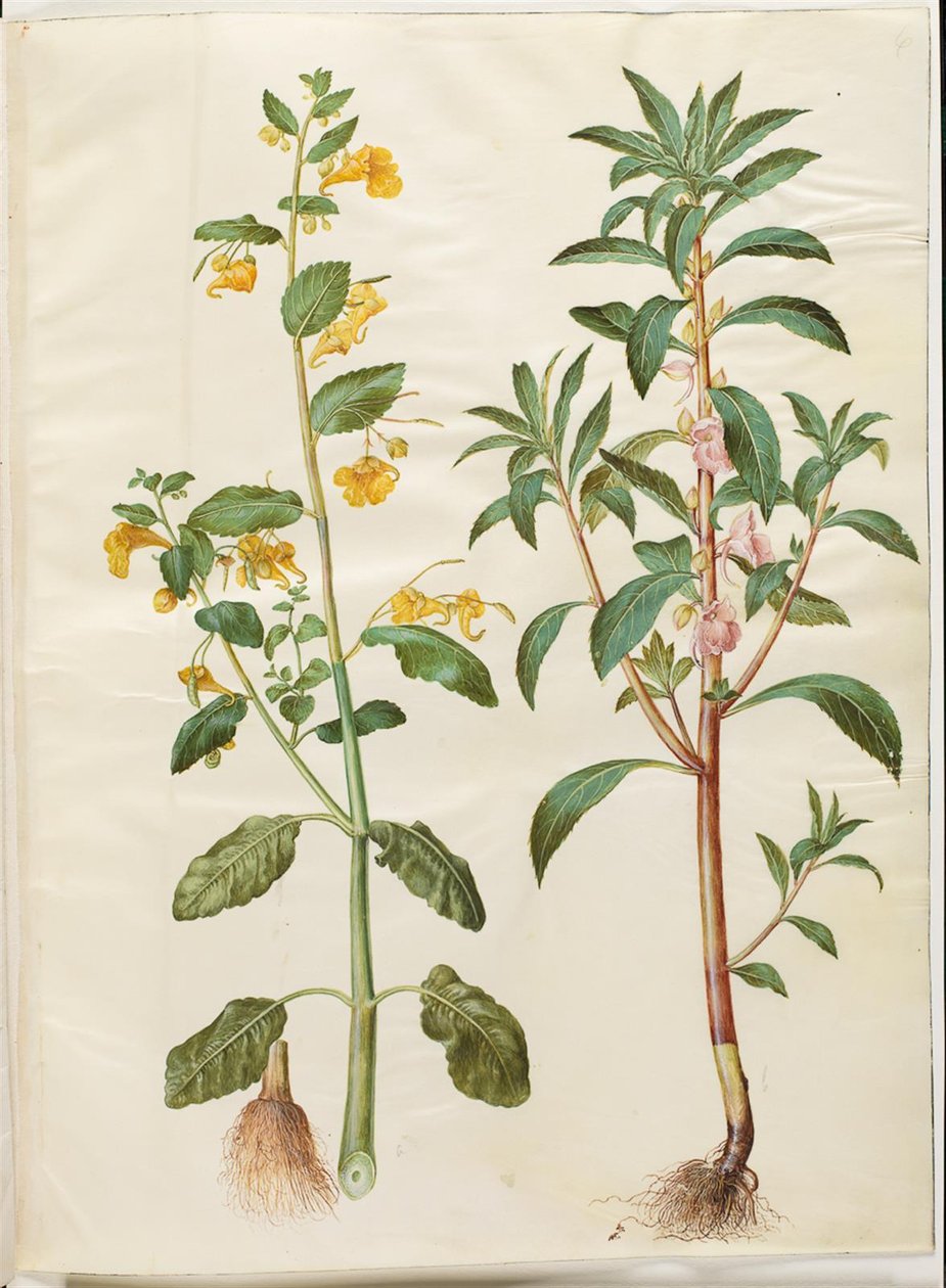 Impatiens noli-tangere (tavaszi balzsam); Impatiens balsamina (van balzsam) alkotó: Hans Simon Holtzbecker