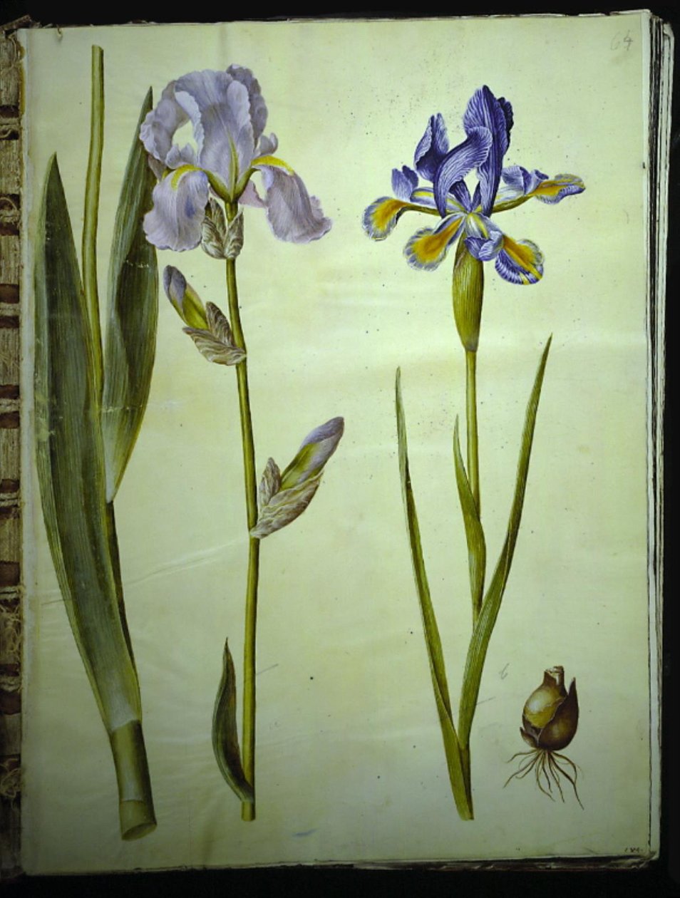 Írisz ×germanica (have-írisz); Szivárvány (spansk írisz) alkotó: Hans Simon Holtzbecker