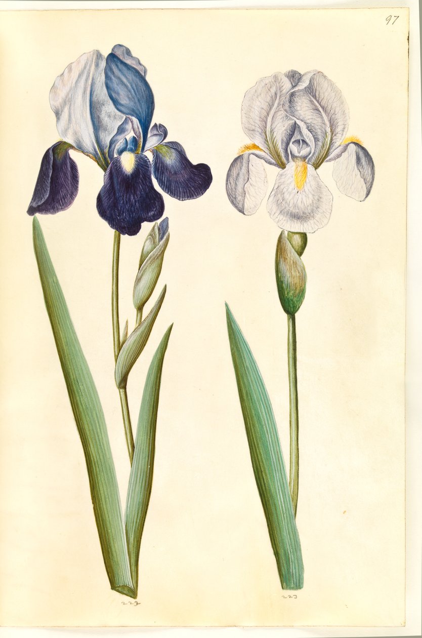 Iris ×germanica vagy Iris ×sambucina (?) (kerti írisz vagy polci írisz); Írisz × germanica (kerti írisz) alkotó: Hans Simon Holtzbecker
