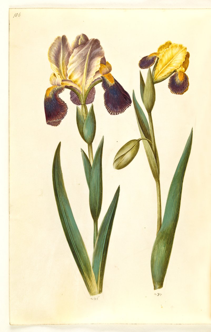Iris ×germanica vagy Iris ×sambucina (kerti írisz vagy polci írisz); Iris variegata (tarka írisz) alkotó: Hans Simon Holtzbecker