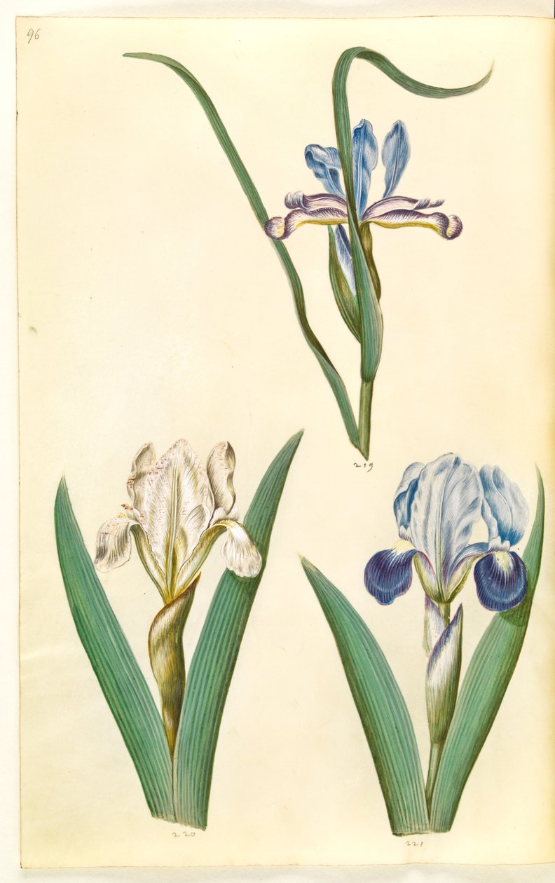 Iris graminea (fűlevelű írisz); Iris lutescens vagy Iris pumila (?) (törpe írisz vagy alacsony írisz) alkotó: Hans Simon Holtzbecker
