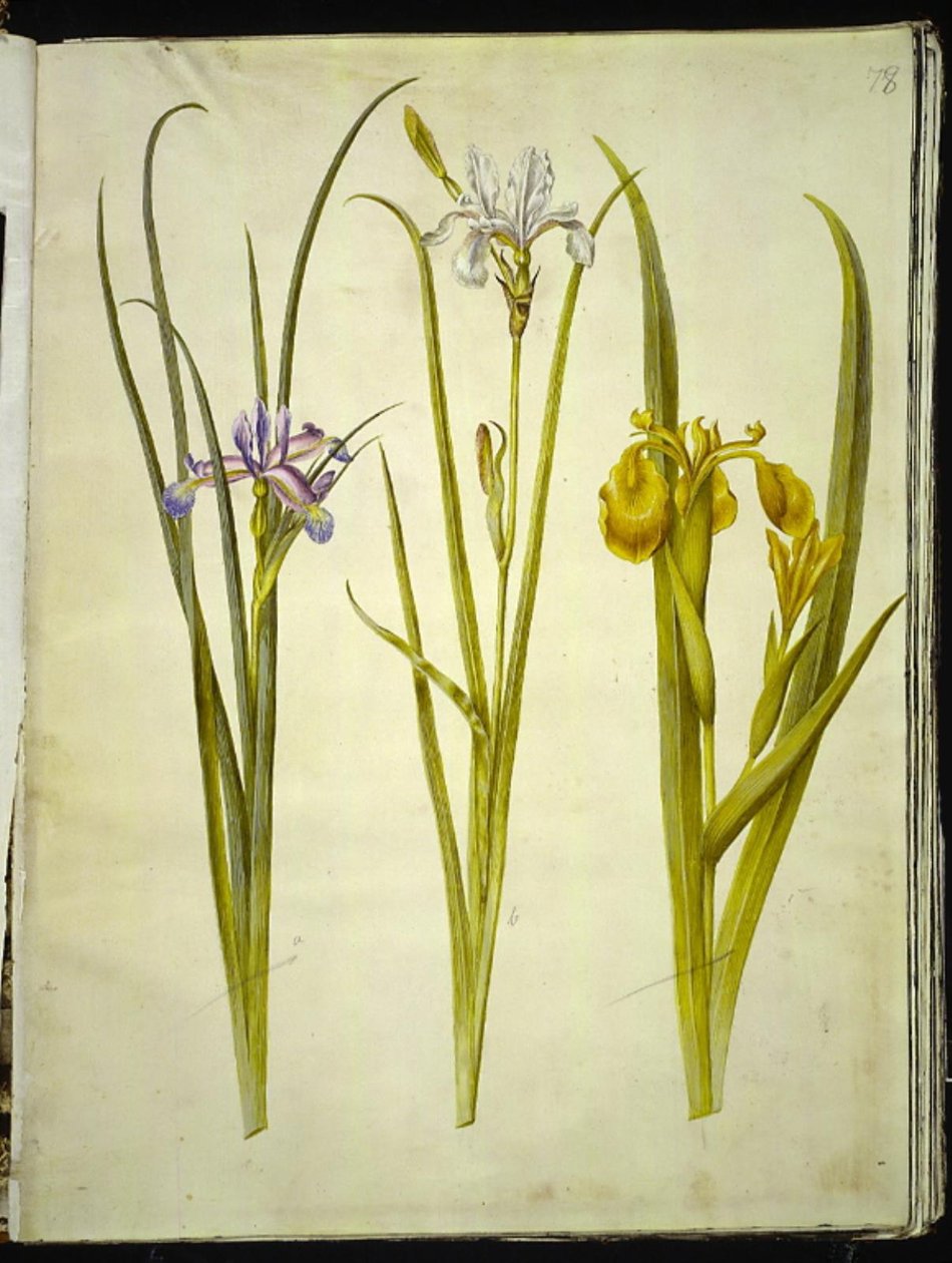 íriszfű (græsbladet iris); szibériai írisz (szibériai írisz); Iris pseudacorus (gul iris) alkotó: Hans Simon Holtzbecker