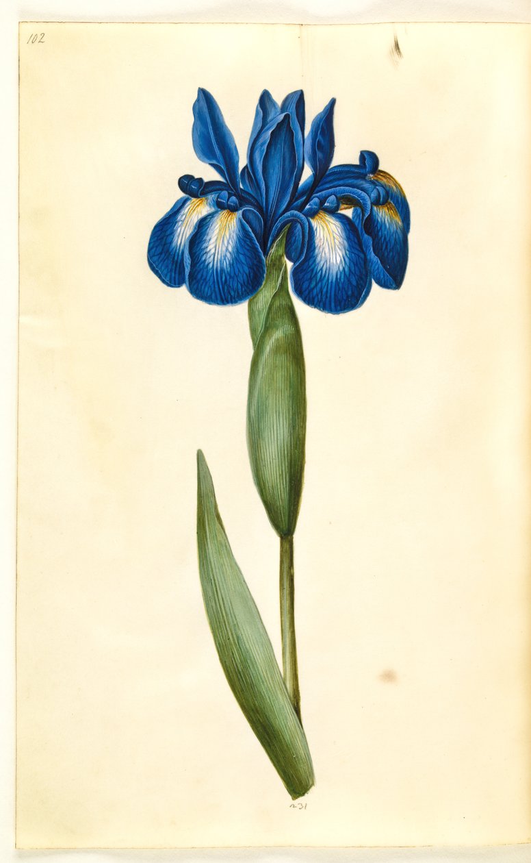 Iris latifolia (angol írisz) alkotó: Hans Simon Holtzbecker