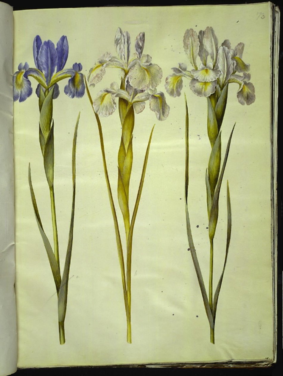 Iris latifolia (angol írisz) alkotó: Hans Simon Holtzbecker