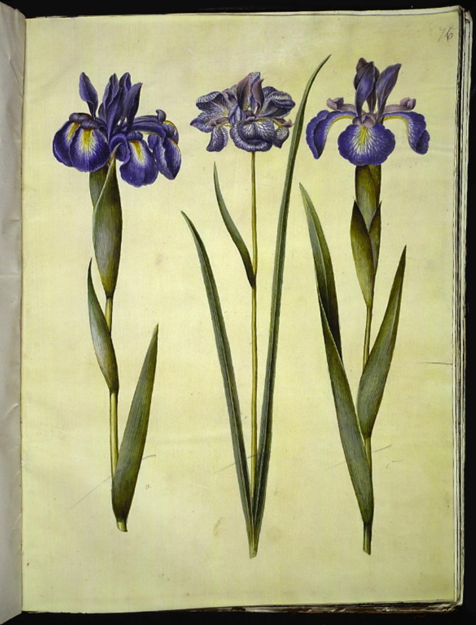Iris latifolia (angol írisz); Iris sibirica (szibériai írisz) alkotó: Hans Simon Holtzbecker