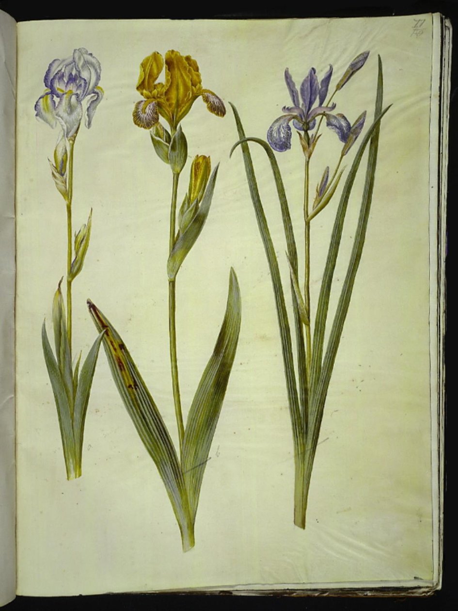 Halvány írisz (bleg írisz); Tarka írisz (broget iris); Szibériai írisz alkotó: Hans Simon Holtzbecker