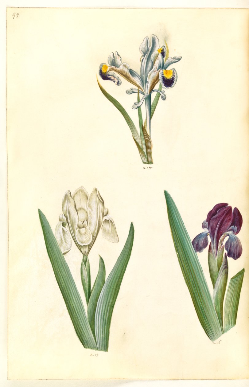 Iris persica (perzsa írisz); Iris lutescens vagy Iris pumila (?) (törpe írisz vagy alacsony írisz) alkotó: Hans Simon Holtzbecker