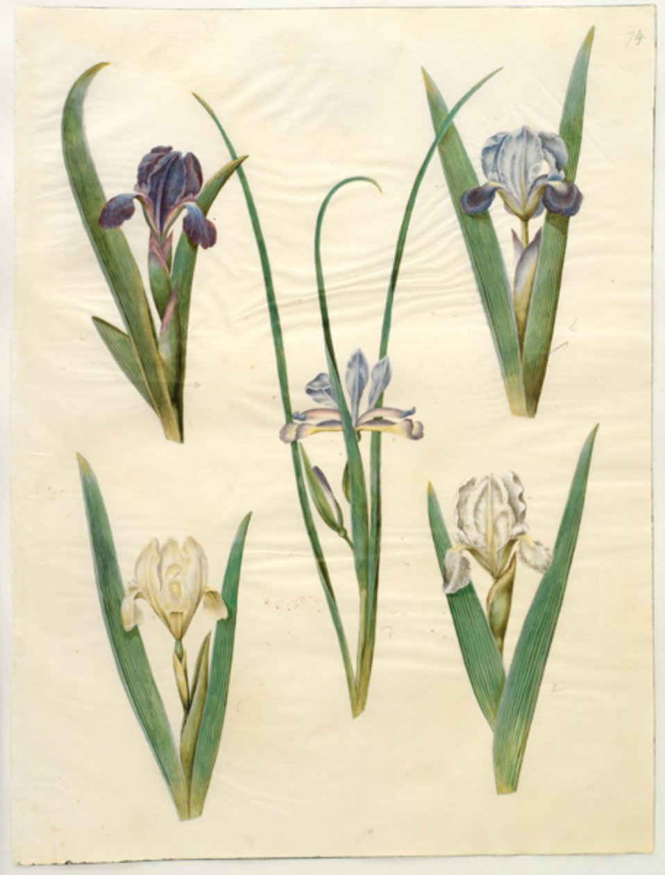 Iris pumila (alacsony írisz) vagy Iris lutescens (törpe írisz); Iris graminea (fűlevelű írisz) alkotó: Hans Simon Holtzbecker