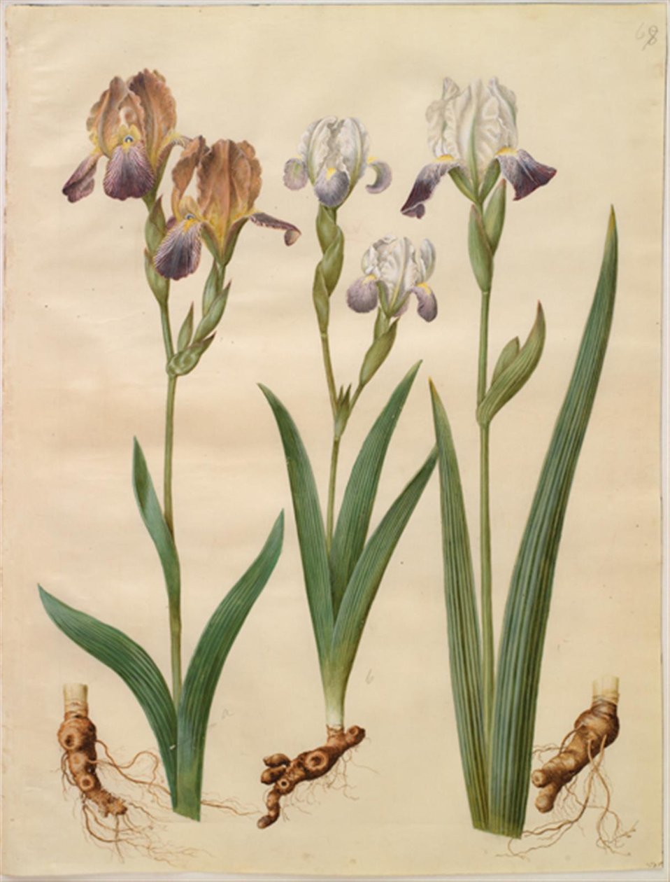 Iris ×sambucina (polcos írisz); Iris ×amoena (írisz hibrid) alkotó: Hans Simon Holtzbecker