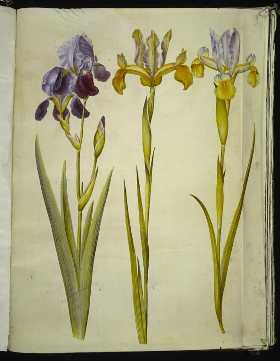 Iris ×sambucina (polcos írisz); Iris latifolia (angol írisz) alkotó: Hans Simon Holtzbecker