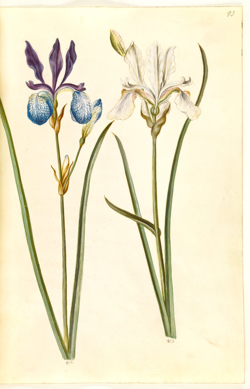 Iris sibirica (sibirisk írisz) alkotó: Hans Simon Holtzbecker