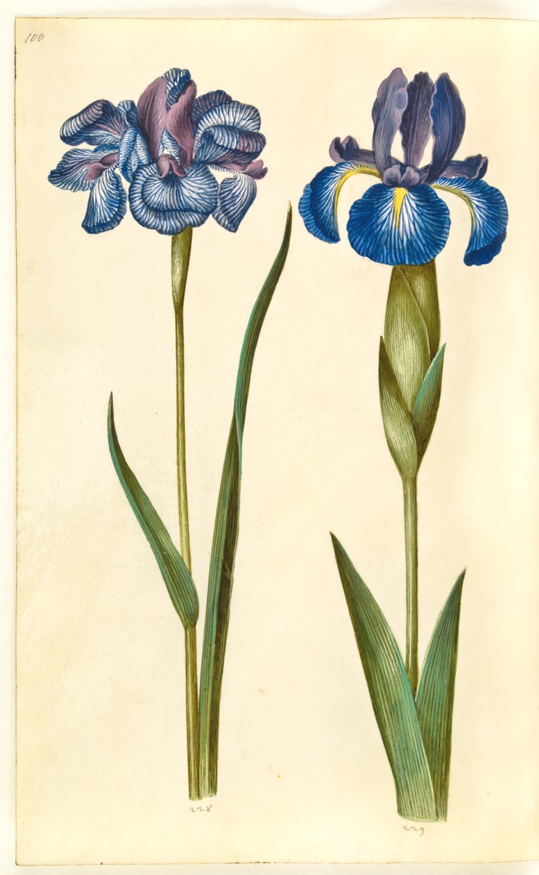 Iris sibirica (szibériai írisz); Iris latifolia (angol írisz) alkotó: Hans Simon Holtzbecker