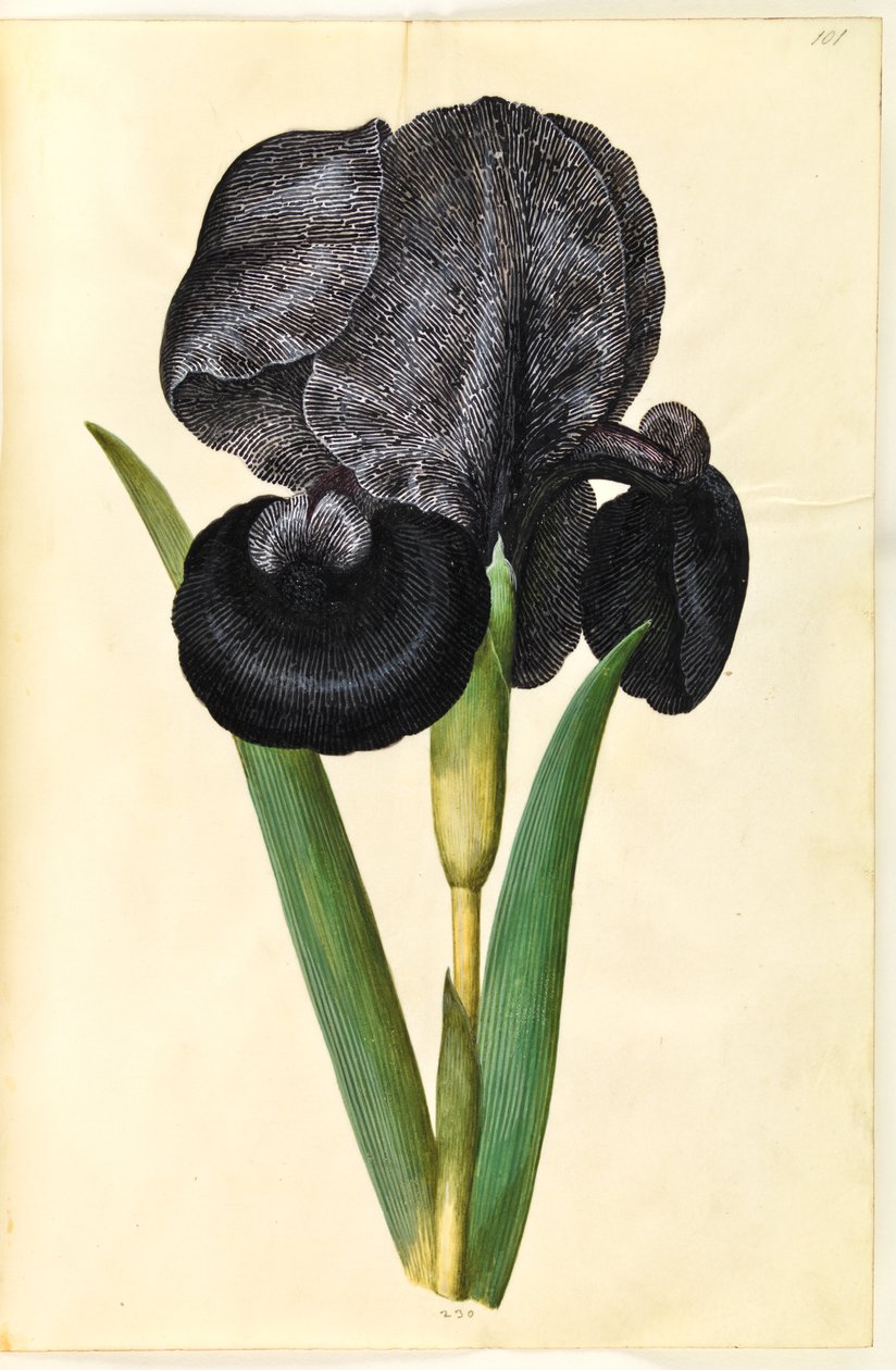 Iris susiana (gyász írisz) alkotó: Hans Simon Holtzbecker
