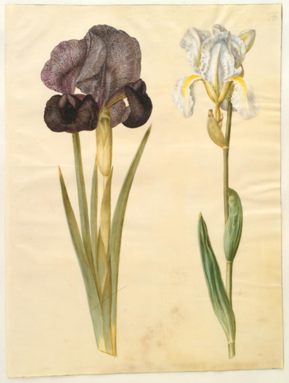 Iris Susiana (kanca-Iris); Írisz × Florentina (Violrod) alkotó: Hans Simon Holtzbecker