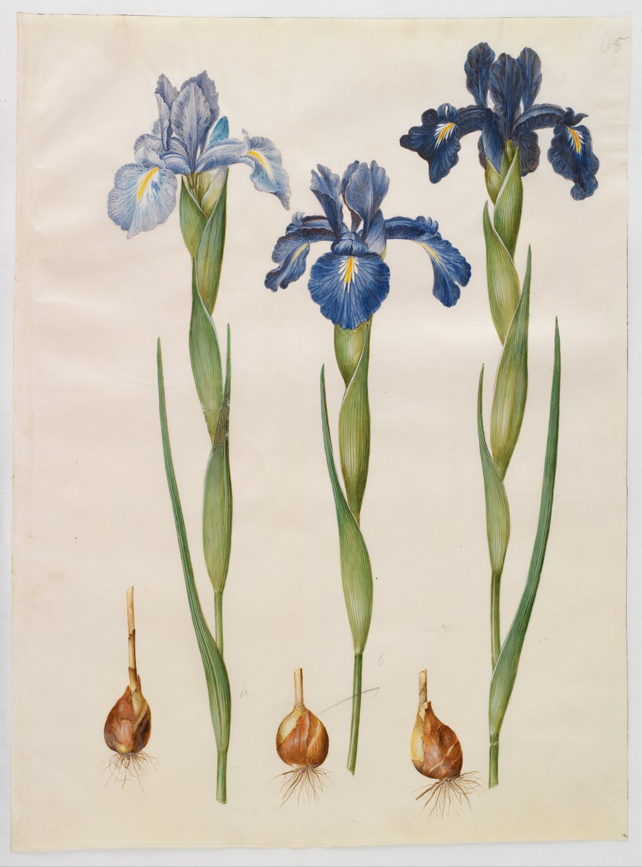 Iris xiphioides alkotó: Hans Simon Holtzbecker