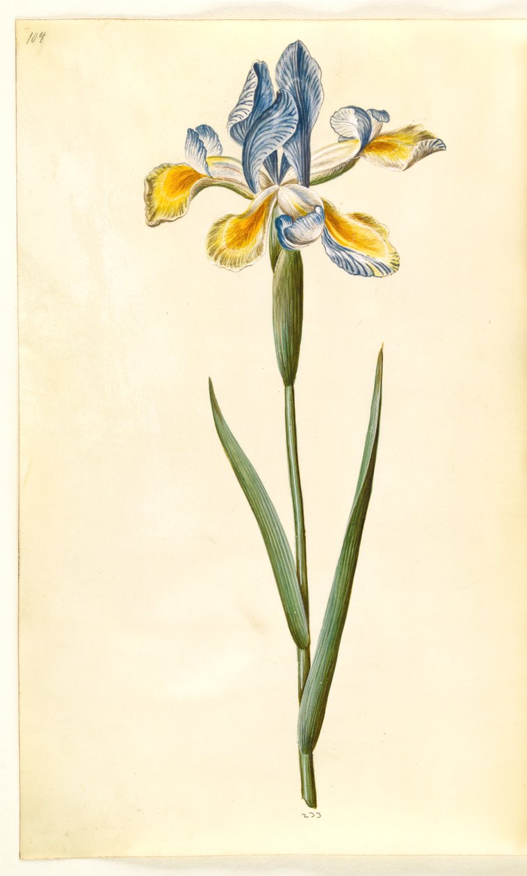 Iris xiphium (spanyol írisz) alkotó: Hans Simon Holtzbecker