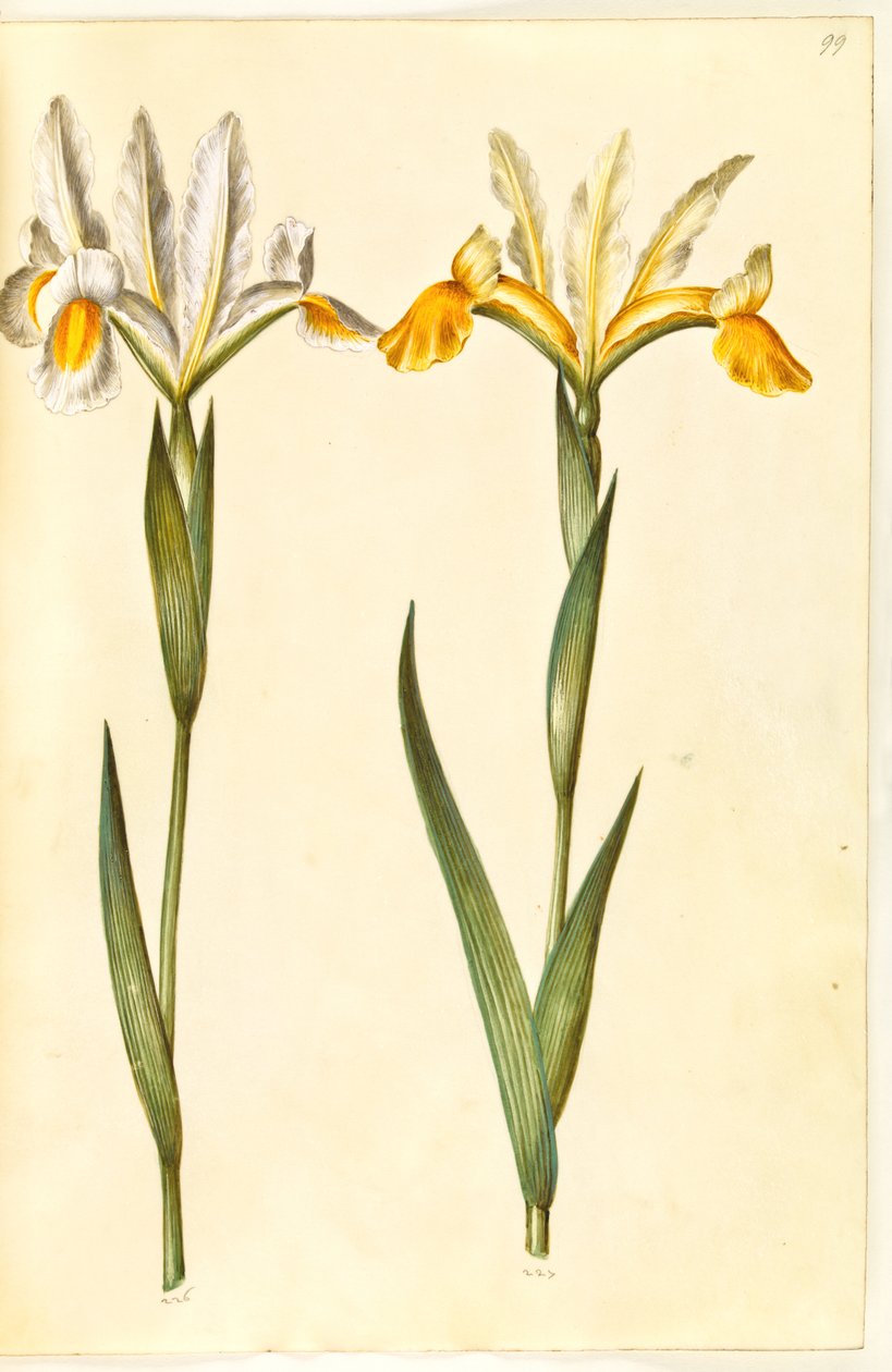 Írisz xiphium, esetleg Iris latifolia (?) (spanyol írisz vagy angol írisz) alkotó: Hans Simon Holtzbecker