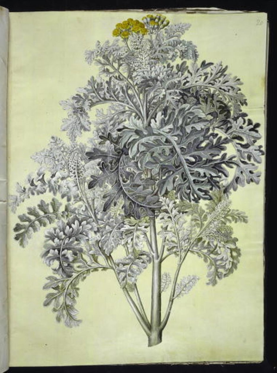 Jacobaea maritima (gråblad) alkotó: Hans Simon Holtzbecker