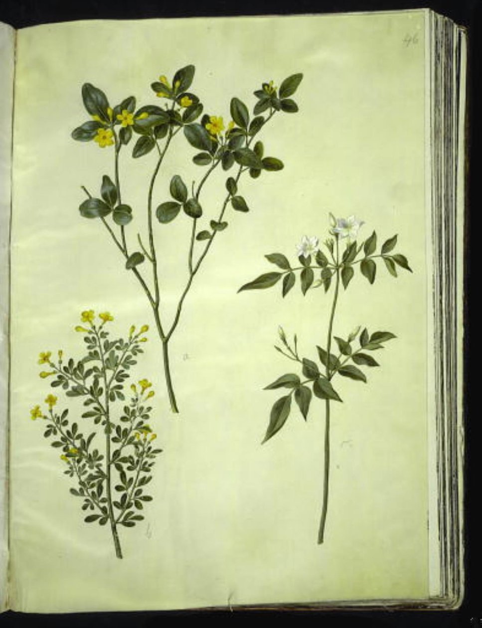 Jasminum odoratissimus (stue-jasmin); Jázminbokor (busk-jázmin); Jasminum grandiflorum (duft-jázmin) alkotó: Hans Simon Holtzbecker