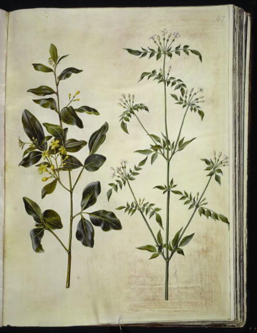 Jasminum odoratissimus (stue-jasmin); Jasminum officinale (lège-jasmin) alkotó: Hans Simon Holtzbecker