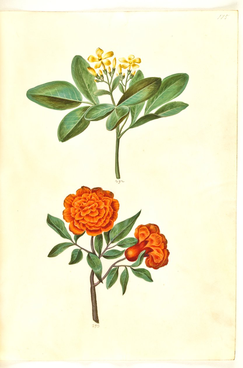 Jasminum odoratissimus (stue-jasmin); Punica gránát (granát) alkotó: Hans Simon Holtzbecker