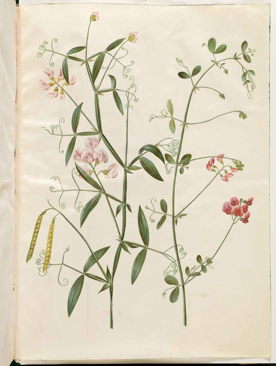 Lathyrus sylvestris (erdei lapos hüvely); Lathyrus tuberosus (lapos gumóhüvely) alkotó: Hans Simon Holtzbecker
