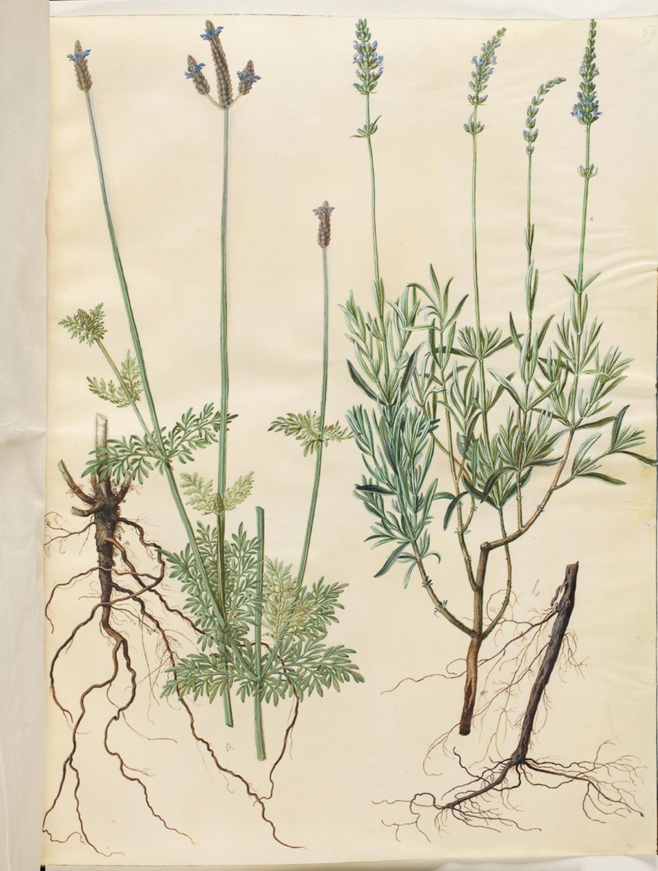Lavandula multifida (tüskés levendula); Lavandula angustifolia (igazi levendula) alkotó: Hans Simon Holtzbecker