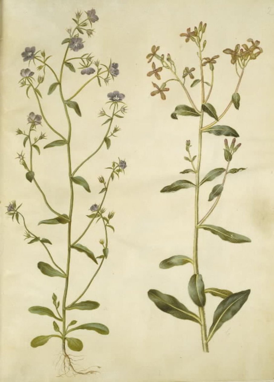 Legousia Vénusz-tükör (ægte venuspejl); szomorú hesperis (natviol) alkotó: Hans Simon Holtzbecker
