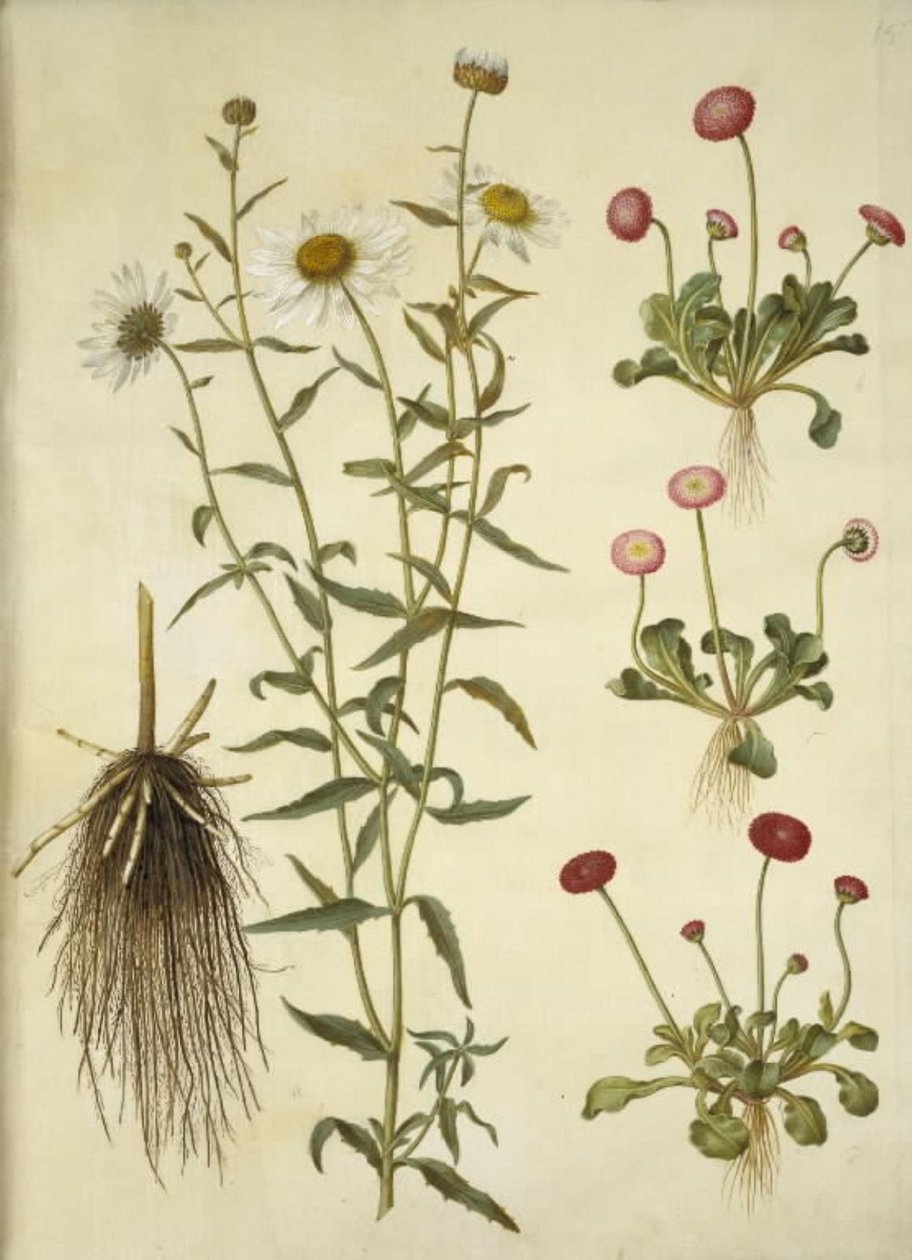 Leucanthemum vulgare (fehér bikaszem); Bellis perennis (közönséges százszorszép) alkotó: Hans Simon Holtzbecker