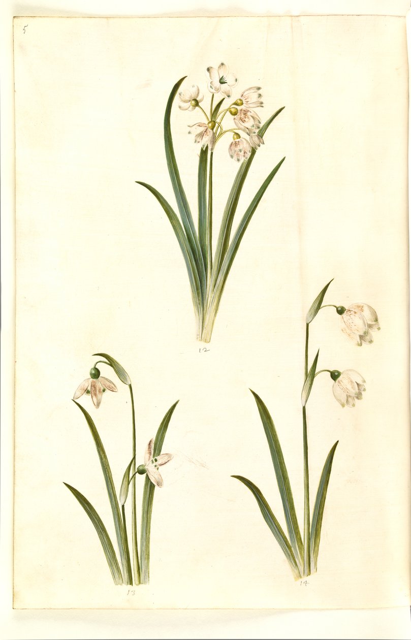 Leucojum aestivum (nyári szilva); Galanthus nivalis (közönséges hóvirág); Leucojum vernum (Dorotea liliom) alkotó: Hans Simon Holtzbecker