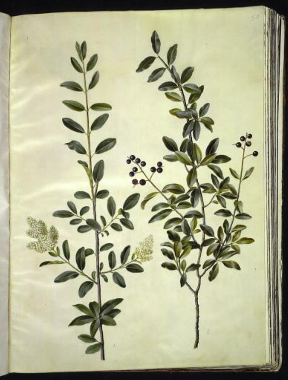 Ligustrum vulgare (közönséges ligesz) alkotó: Hans Simon Holtzbecker