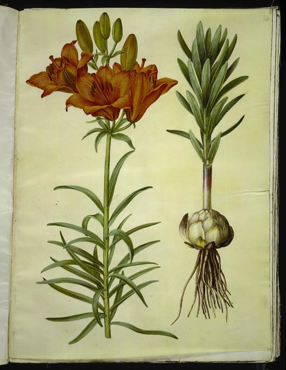 Lilium bulbiferum (tűzliliom) alkotó: Hans Simon Holtzbecker