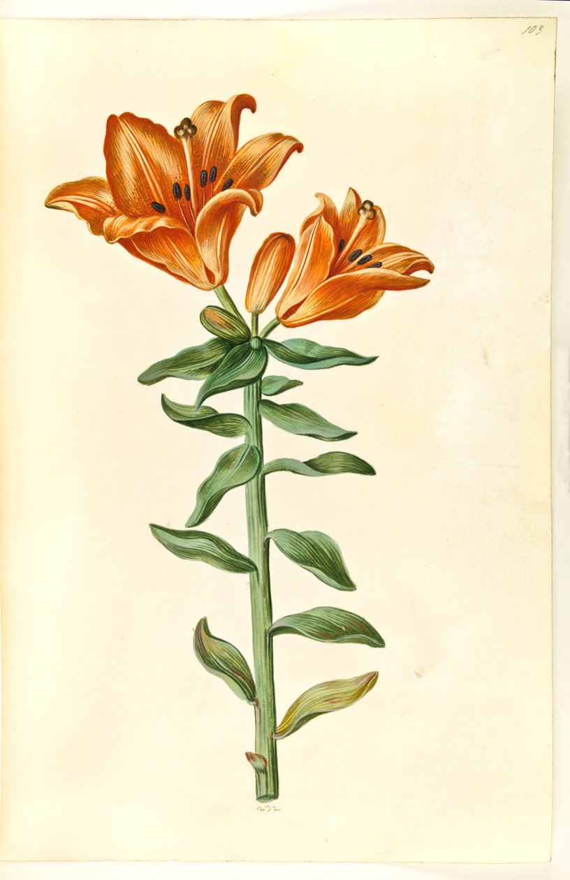 Lilium bulbiferum (tűzliliom) alkotó: Hans Simon Holtzbecker