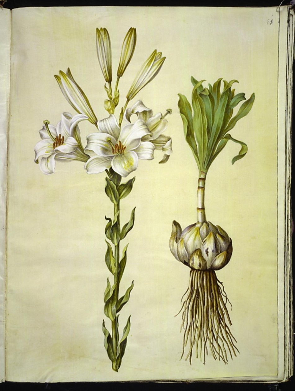 fehér liliom (madonna-lilje) alkotó: Hans Simon Holtzbecker
