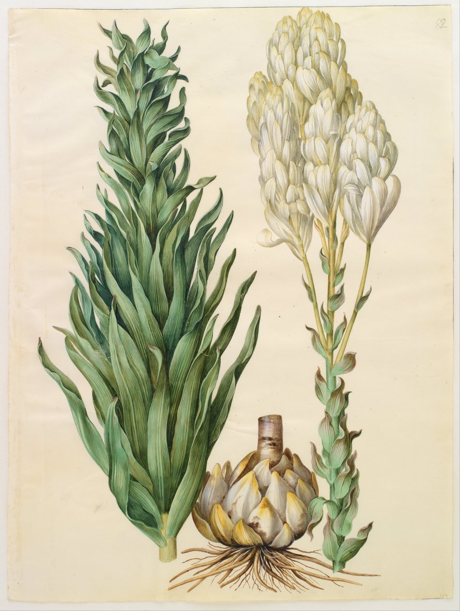 Lilium candidum monstrosum alkotó: Hans Simon Holtzbecker